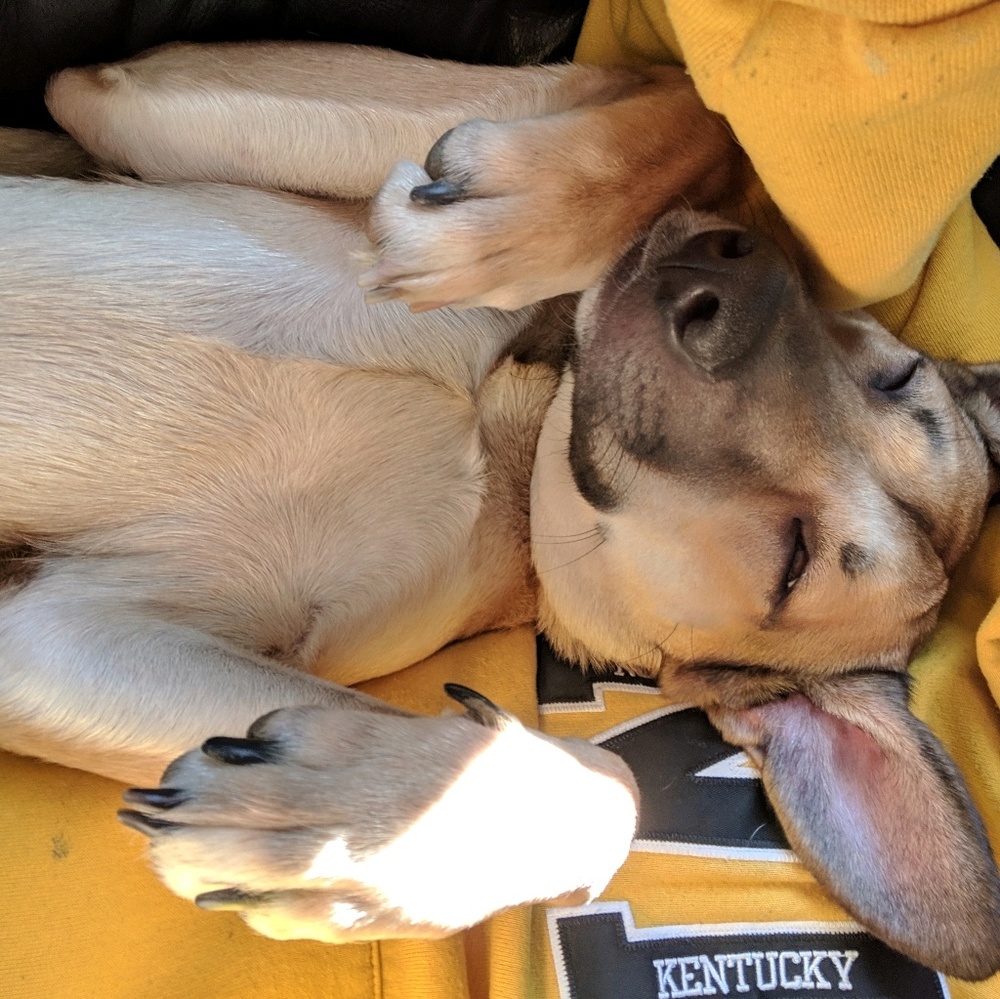 Meet your Posher, Amber